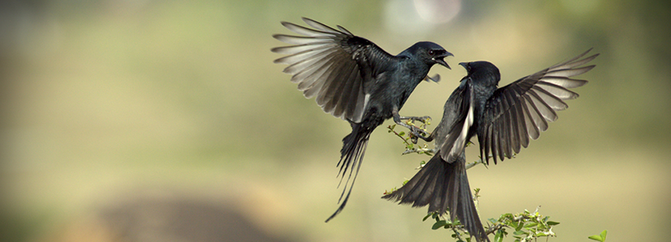 网站攻击软件工具
